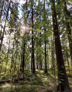 aurinko käy puiden välistä metsässä