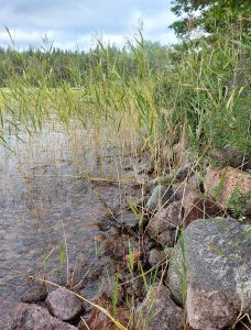 ranta, kaislikkoa, ratakiviä, puita