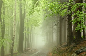 A picture of a forest path
