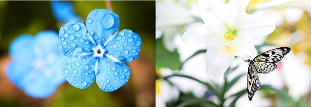 Sininen kukka vesipisaroineen ja musta-valkoinen perhonen valkoisen kukan äärellä