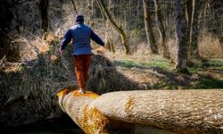 Mies kävelee ja yrittää pitää tasapainonsa puurungon päällä metsässä