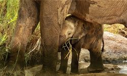 Pieni norsunpoikanen suojautuu äitinsä alle
