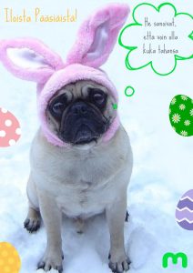 Valkoinen koira vaaleanpunaisilla pupunkorvilla